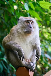 beždžionė, gyvūnų, Malaizija, Gamta, gražu, gražus, žalia, laukinių