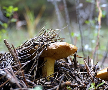 mushroom, wild, fungus, mycology, food, autumn, nature