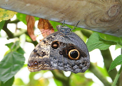sommerfugl, insekt, offentlig registrering, natur, Caterpillar, grønn, Butterfly caterpillar