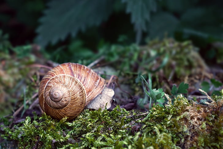 nature, animal, snail, forest, shell, land snail, slimy