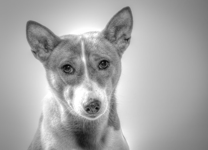 Basenji, куче, hundbild, умира, Черно и бяло, домашни любимци, животните