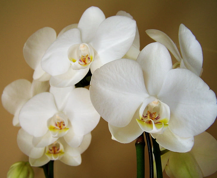 orchidea, fehér virág, szoba növény, virág, virág fej, közeli kép:, fehér színű