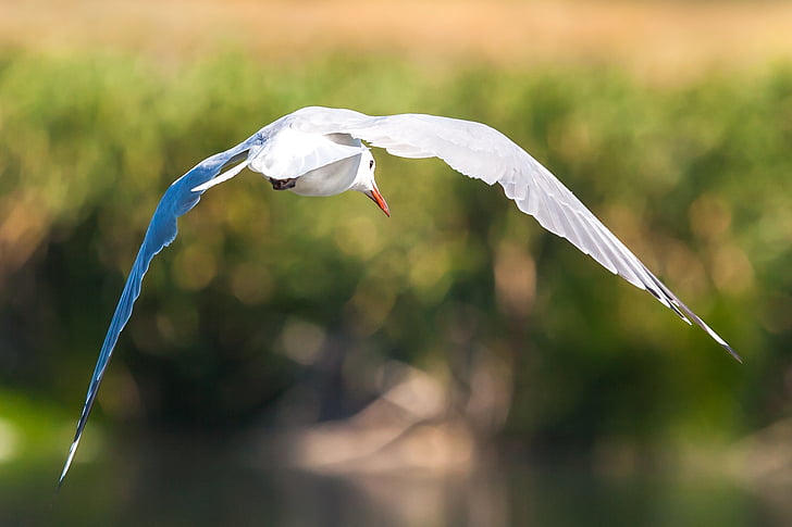 ptasiej, Kapsztad, rezerwat przyrody false bay, Gustav Hartlaub's gull, w locie, Republika Południowej Afryki, ruchu