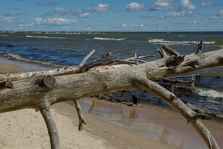 Mar Báltico, Letonia, Driftwood, naturaleza salvaje, agua, mar, Playa