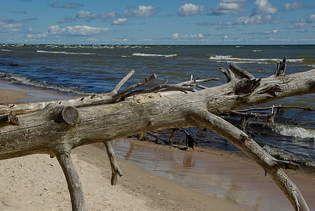 Βαλτική θάλασσα, Λετονία, ξύλο που επιπλέει, άγρια φύση, νερό, στη θάλασσα, παραλία