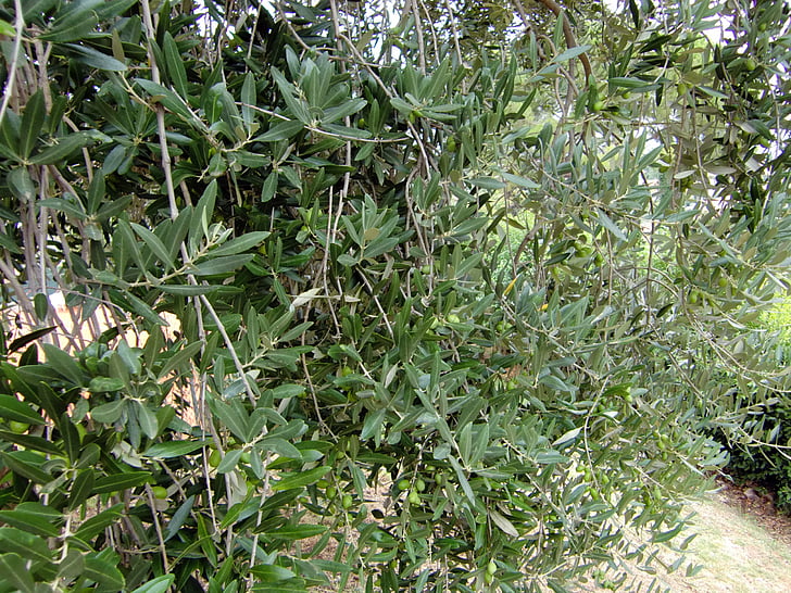 foglie, olive, albero