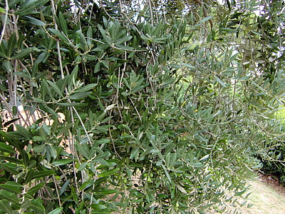 листя, Оливки й маслини, дерево