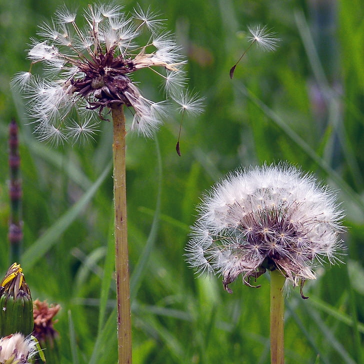 flying ripe fruits, withered, dandelion, flower, meadow, plant