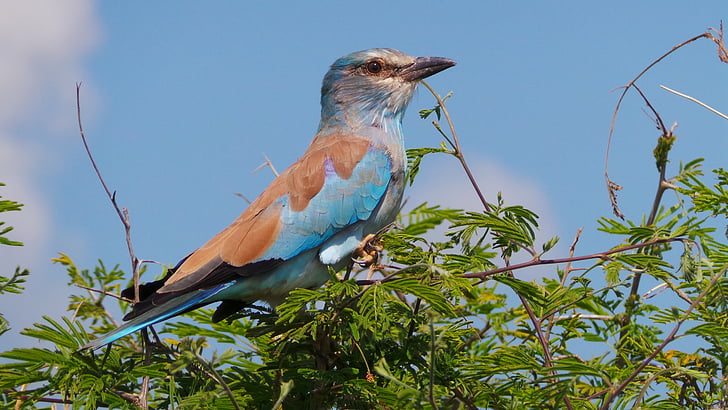 lilac breasted roller, bird, roller, africa, lilac-breasted, colorful, breasted