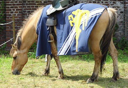 馬, 紋章付き外衣, 中間年齢, 騎士, マーレ