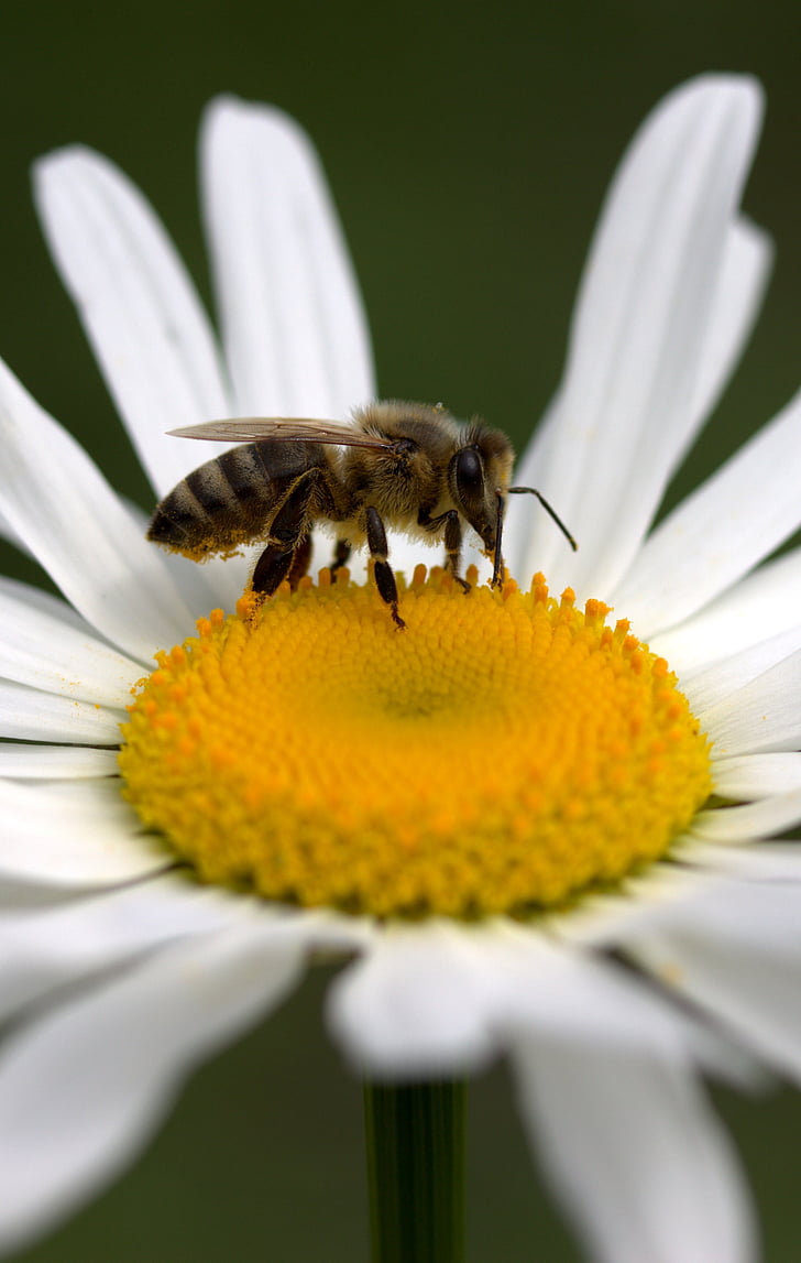 Bee, Daisy, pollen, arbete, Insecta, naturen, blomma