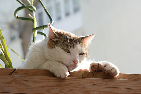 gato, Estambul, Tabby cat, gato de color naranja, en maceta el gato