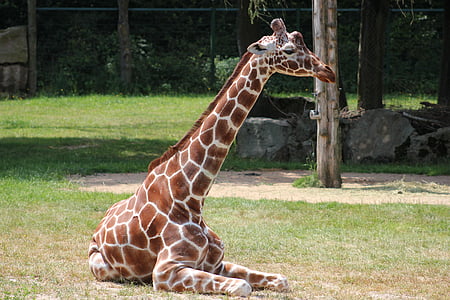 Giraffe, zoogdieren, dier, fauna, dierentuin, Neurenberg