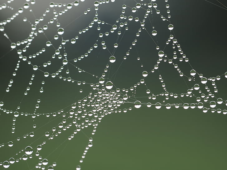 Povečava, pajčevino, spletni pajek, pajčevina, Pajkova, vode, Web