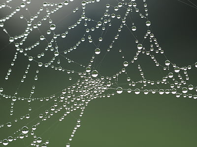 detail, pavučina, pavučina, Pavoučí síť, pavučina, voda, Web