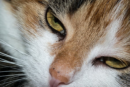 kass, silma, Cat's eye, Vaade, Vaata, Otseülekanne, õnnelik kass