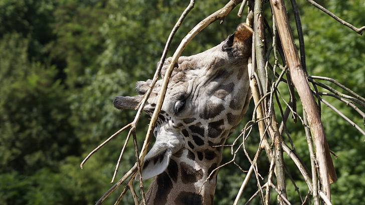 jirafa, Parque zoológico, fotografía de vida silvestre, Leipzig, animal, flora y fauna, carnívoro