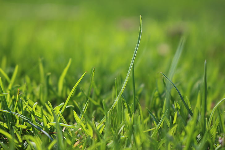 cỏ, màu xanh lá cây, Meadow, lưỡi của cỏ, đóng, màu xanh lá cây, Thiên nhiên