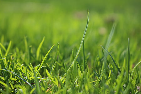 трева, Грийн, ливада, острието на трева, затвори, зелен цвят, природата