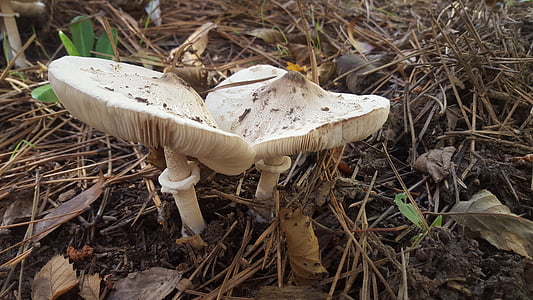 gljive, šuma, jesen, priroda, gljive