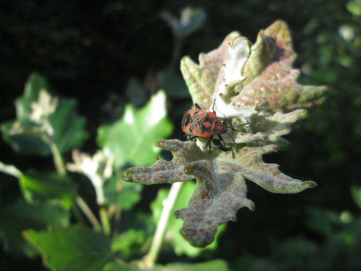 Pyrrhocoris apterus, cordonnier, la punaise Malvacées, insecte, Firebug, panne rouge