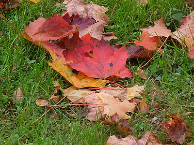 leaves, grass, autumn, greens, nature, closeup, sheet