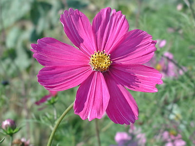 cosmea, õis, Bloom, lill, roosa lill, Cosmos, Aed