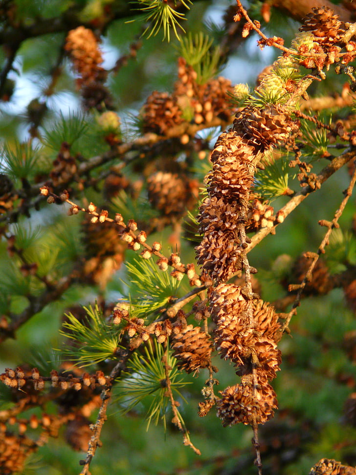 european larch, larch, tree, branch, larch cones, tap, pine greenhouse