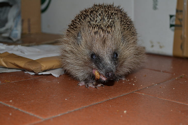 hedgehog, một mớ hỗn độn, ăn uống, động vật