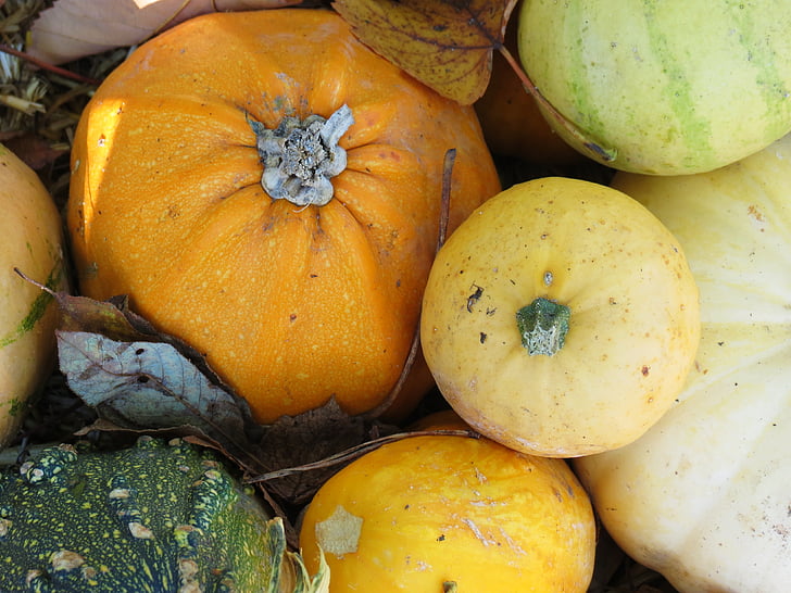 tykev, dýně, ovoce, Halloween, podzim, oranžová, den díkůvzdání