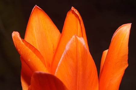 цвітіння, цвітіння, пелюстки, делікатний помаранчевий, Tulip, Солодкий, барвистий