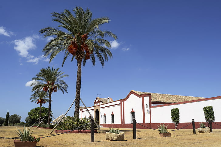 Sevilla, Polo, stallen, Spanje, palmboom
