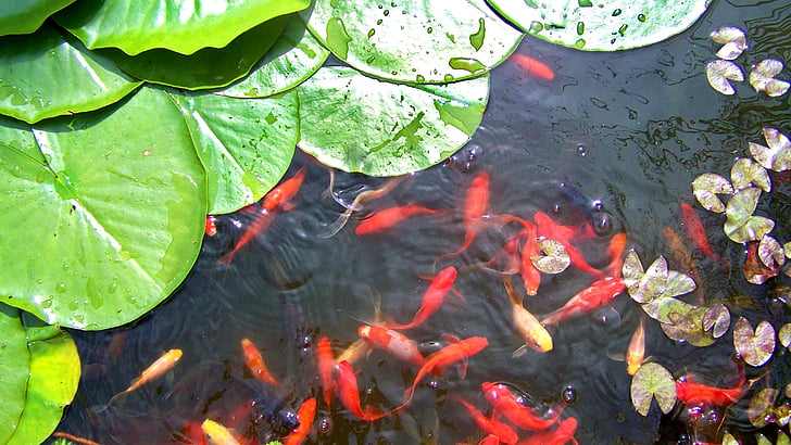 gold fish, red, lake, water lily leaves, nature