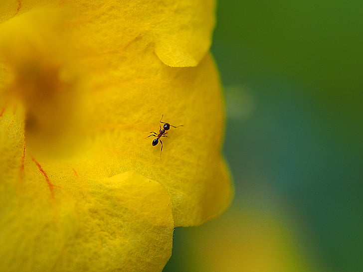 ma 蟻, 花, 芸術の概念