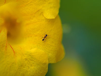 MA 蟻, bunga, konsepsi artistik