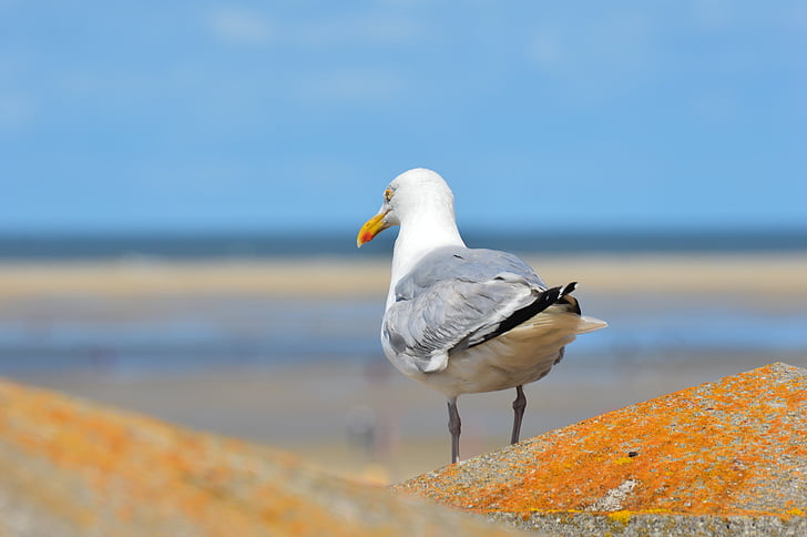 Seagull, Borkum, Nordsjön, fågel, djur i vilt, naturen, djur wildlife