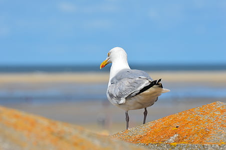 Seagull, Borkum, Noordzee, vogel, dieren in het wild, natuur, dier wildlife