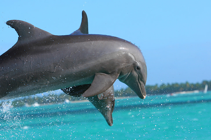 delfinas, Punta cana, Karibai, gyvūnų, jūra, Laukiniai gyvūnai, žinduolis