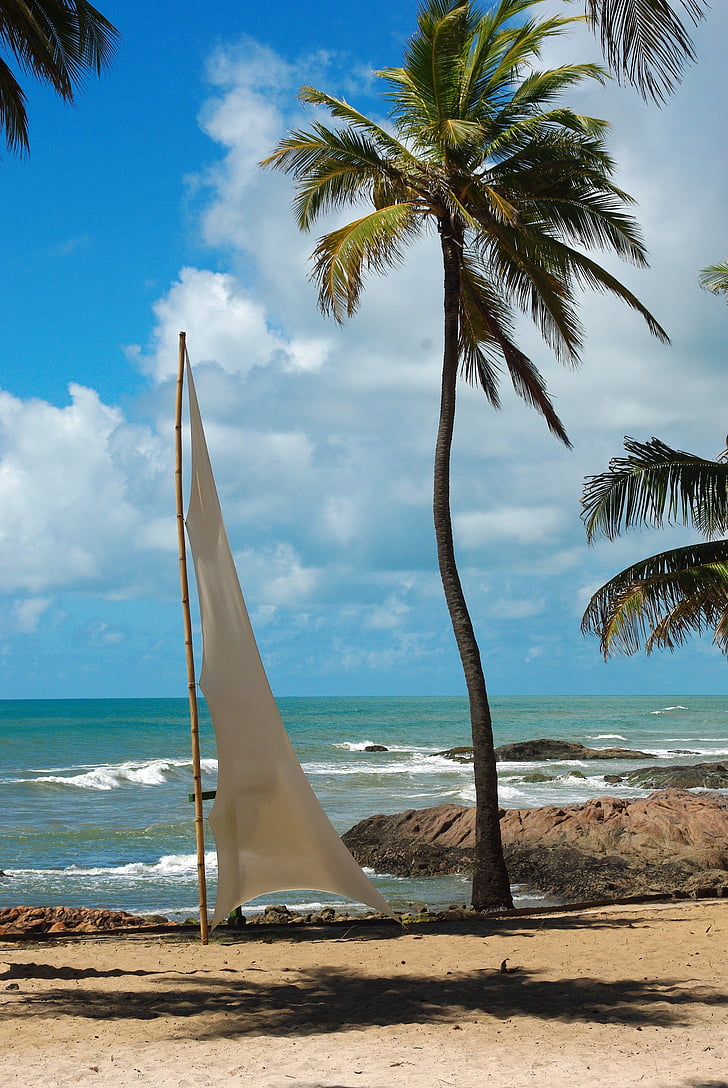 brazilwood, Salvador de bahia, pláž, krajina, kokosové palmy, písečná pláž, cestování