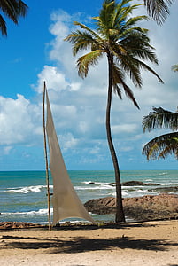 brazielhout, Salvador de bahia, strand, landschap, kokospalmen, zandstrand, reizen