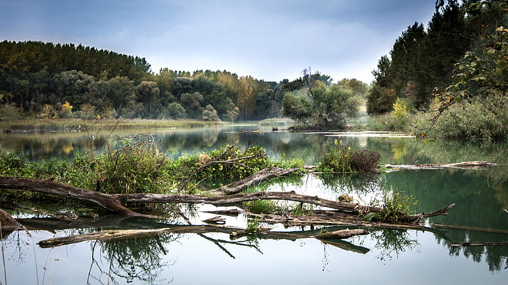 river, the danube, fog, reflection, slovakia, nature, trees