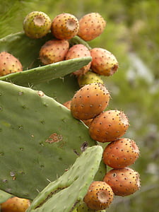 prickly pear, cactus, figs, fruits, red, edible, plant