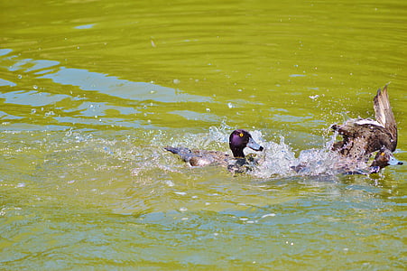 pato, pájaro del agua, ánade real, aves pato, estanque, pájaro, agua