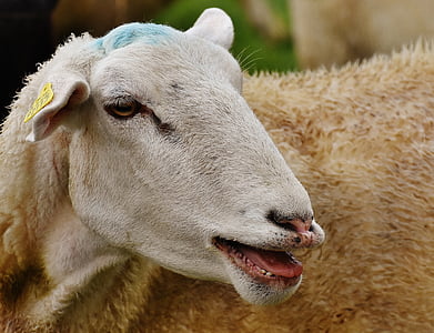 pecore, animale, prato, lana, pascolare, natura