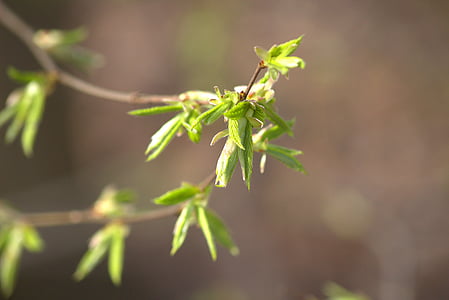 naturaleza, árbol, hoja, Bud, primavera