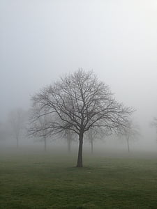 mist, fog, tree, landscape, nature, forest, light