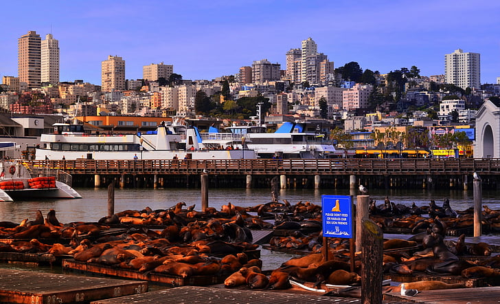 San, Francisco, Californië, Pier, 39, Seal, Lions