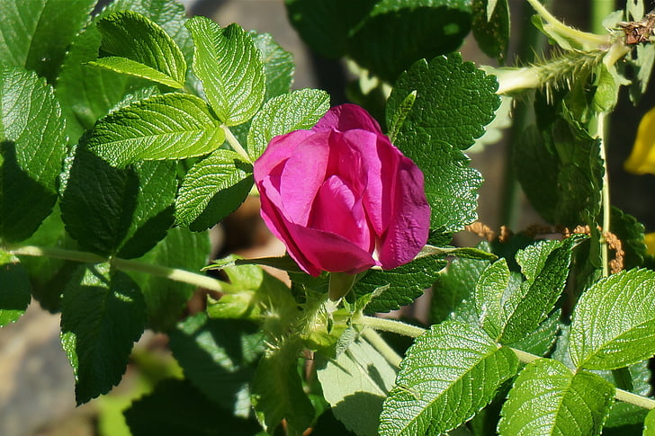 Rosa rugosa, levantou-se, planta, flor, Primavera, -de-rosa, abertura
