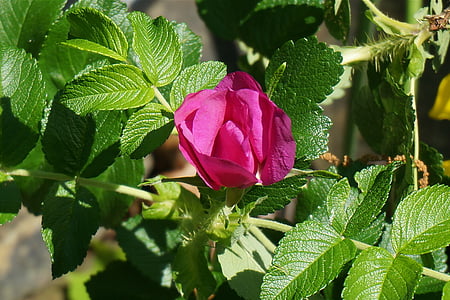 rugosa rose, rose, plant, flower, spring, pink, opening