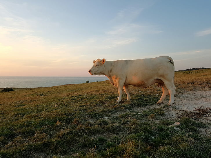 cow, beef, animal, landscape, coast, normandy, france